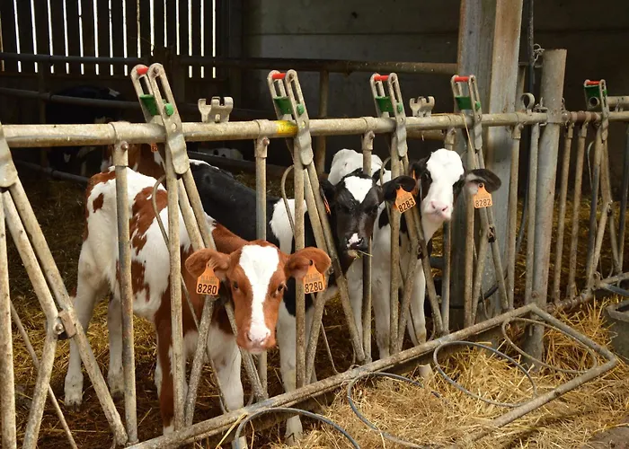 Farm With Sauna, Teuven